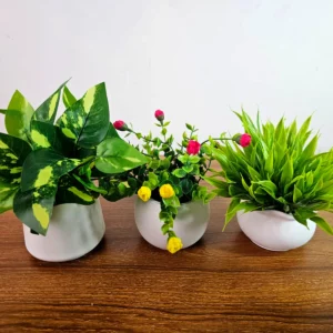Artificial Plant & Concrete Pots 3pcs Set (Money Plant, Rose & Grass)