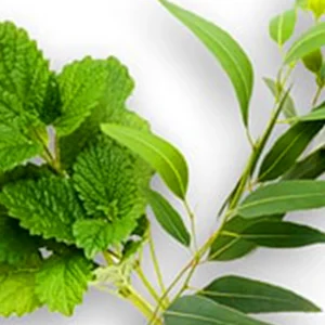 EUCALYPTUS+MINT 50ml Oil