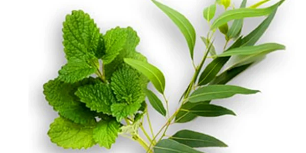 EUCALYPTUS+MINT 50ml Oil