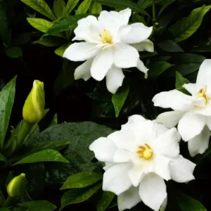 GARDENIA BLOOMS 50ml Oil