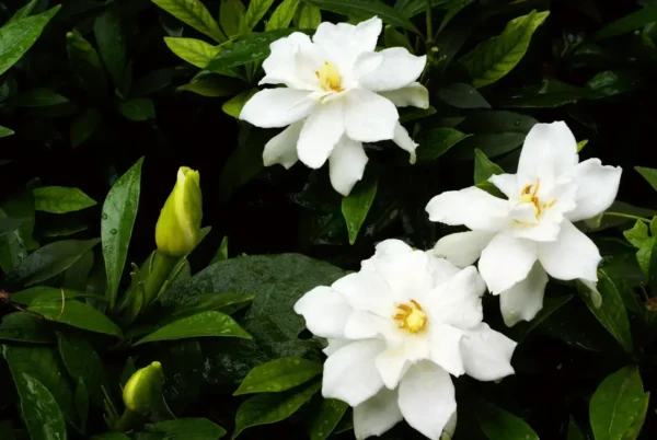 GARDENIA BLOOMS 50ml Oil