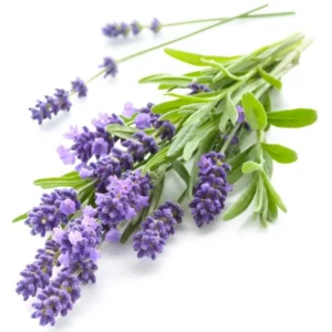 LAVENDER 50ml Oil