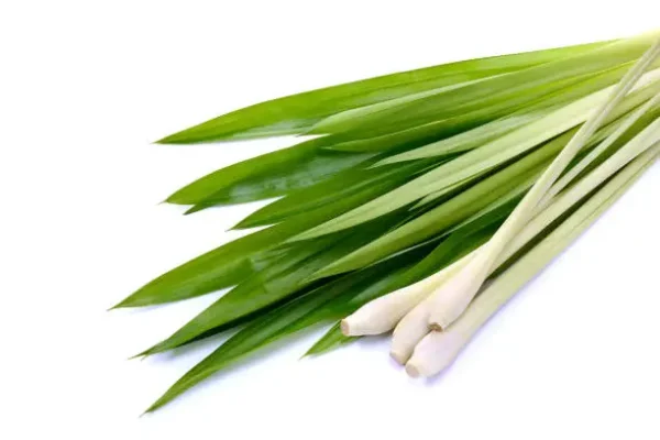 LEMONGRASS 50ml Oil