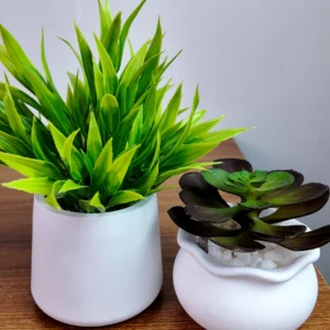 2pcs Set - Grass & Black Green Succulent