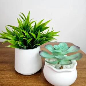 ২ পিস সেট -ঘাস এবং সাকুলেন্ট